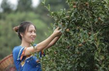 湖南油茶，向着千亿目标冲刺