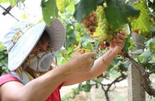 甜蜜一夏 衡阳市珠晖区“仙碧”葡萄陆续上市