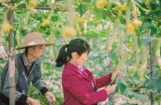又白又嫩又苗条 有机丝瓜土种造——益阳市资阳区富兴村见闻
