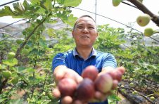 衡阳市珠晖区：吃无花果，赏田园风光，种植基地迎来采摘游