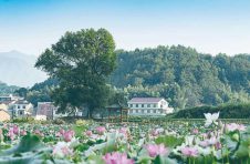 湖南省茶陵县高陇镇龙匣村种植湘莲“种出”幸福好“钱”景