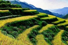 1603.9公斤！袁隆平团队研发的杂交水稻双季亩产再次刷新纪录