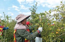 浏阳市官渡镇兵和村油茶基地以移民占股的形式发展油茶果产业