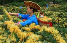 湖南隆回：稻花香里说财政