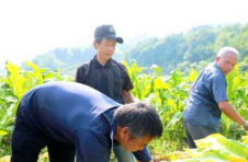 新田县中山街道秀岭水村：家家吃上“产业饭”，处处可见 “新农人”
