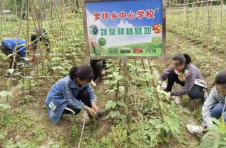 湖南石门：大山深处校园内的“开心农场”