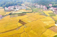 湖南安仁：坪上村的3000亩晚稻熟了！