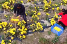 湖南南岳：乡村振兴结硕果 高山凰菊采摘忙