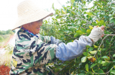 湖南浏阳：做优”一县一特”油茶产业 做强”浏阳茶油”品牌