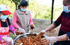湖南常宁：无渣生姜喜获丰收