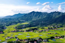 湖南双峰：再生稻量质齐增 为粮户增产添收