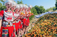 湖南泸溪：民族团结手牵手 脐橙丰收笑开颜
