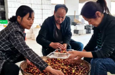 怀化产业振兴“枣”致富 技术托起“甜蜜梦想”