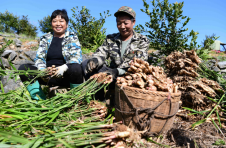 湖南常宁：无渣生姜喜丰收