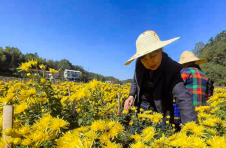 湖南天元：金色花海盛情绽放 “金丝皇菊”成村民“金饭碗”