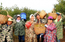 湖南攸县：“千山”油茶献硕果，“五法”铸就丰收年