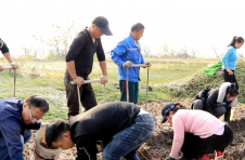 湖南泸溪：荸荠丰产村民乐 “水美湘村”促振兴