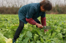 祁东县：直播带货助菜农 白菜丰“产”变丰“收”