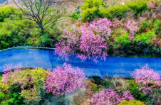湖南荷塘：一树一草一景  皆在美图之中