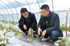 湖南浏阳：人才下沉科技下乡 科技特派员助跑乡村振兴