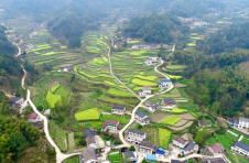 常德市石门县：稻油轮作 一层梯田一层金