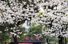 永州冷水滩：“书”香常伴 “樱”你而来