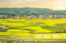 长沙市岳麓区：“花经济”美了村子富了村民