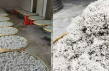 湖南凤凰：撬动雪茶全产业链发展 让农民腰包鼓起来了