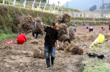 凤凰县菖蒲塘村：种植苗木淘“绿金” 为乡村振兴增添“绿色动力”