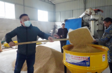 湘潭县：干籽包衣播盲谷技术助推粮食增产增收