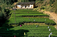 湖南醴陵：茶香满园关不住 开启春茶第一采