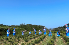 湖南泸溪：湘西白茶开园 茶香四溢采摘忙