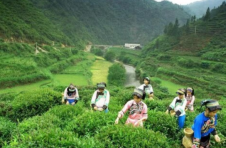 湖南湘西土家族苗族自治州茶叶产业发展纪实