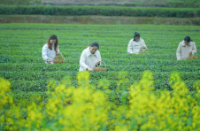 长沙县10万余亩春茶进入采摘季