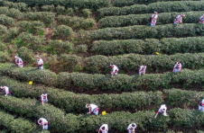 湖南桑植白茶进入春茶采摘季