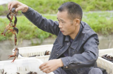 看益阳南县稻虾产业如何助力富民强县