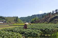 古丈：茶旅互动让人感受世外“茶”源