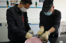湖南新宁：救助放生国家二级保护动物领角鸮
