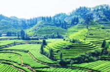 湖南桃源县茶庵铺镇：以茶闻名 因茶而兴