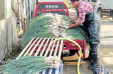长沙浏阳：小藠头成了致富“香饽饽”