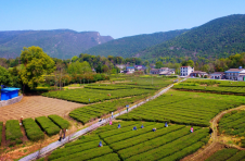 湖南慈利：春茶飘香采摘忙