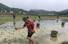 湖南宜章：春正好，团结村种粮大户忙抛秧