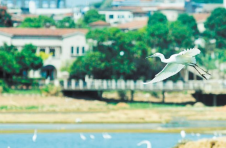 长沙市开福区楚家湖：白鹭去而复返安家湖面浮岛