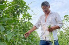 益阳南县：万亩豆角丰收上市