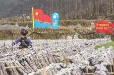 湘西州凤凰县：胜花村的黑木耳