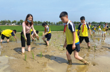 湖南浏阳：“田野劳动课”开课 校长带着学生一起插秧