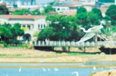 长沙市开福区楚家湖：白鹭去而复返安家湖面浮岛