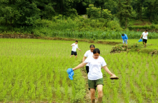 湖南石门维新镇： 孟夏插秧助农时 与农共作暖人心