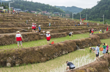 既“种农田”又“种风景” 湖南芷江举办千丘田插秧节