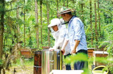 湖南浏阳同幸村：小蜜蜂酿出“大产业” 小山村闯出“甜蜜路”